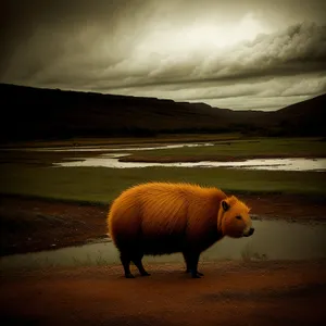 Wild Warthog Grazing in Pastoral Landscape