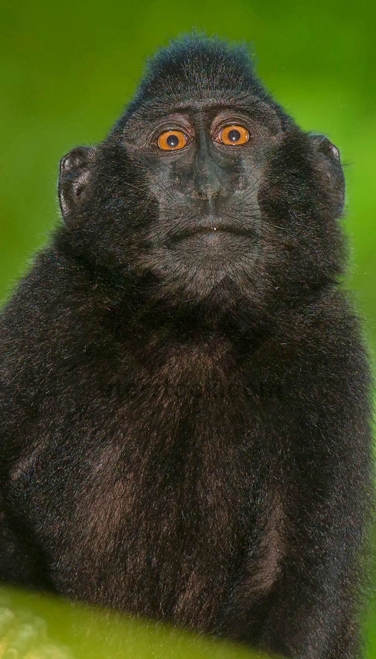 Picture of Primate portrait with black fur and cute eyes.