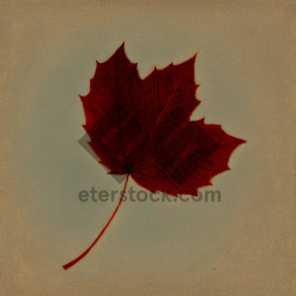 Picture of Autumn Maple Leaf - Vibrant Fall Foliage