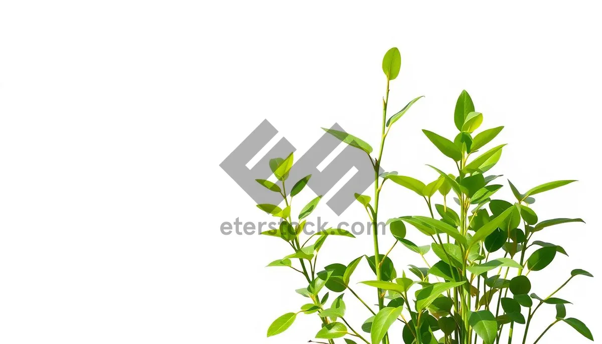 Picture of Floral Tea Tree Element with Bamboo Leaf