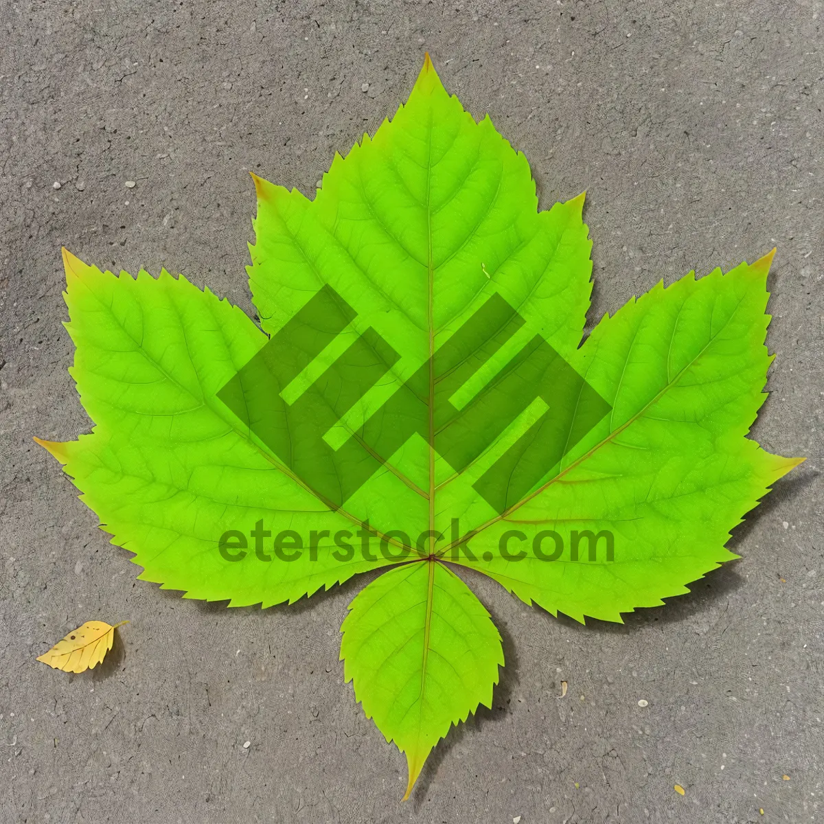 Picture of Vibrant Maple Leaf in Lush Forest