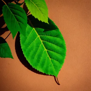 Lush Summer Foliage in a Forest