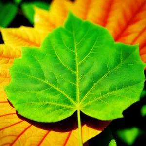 Vibrant Autumn Foliage in a Maple Tree