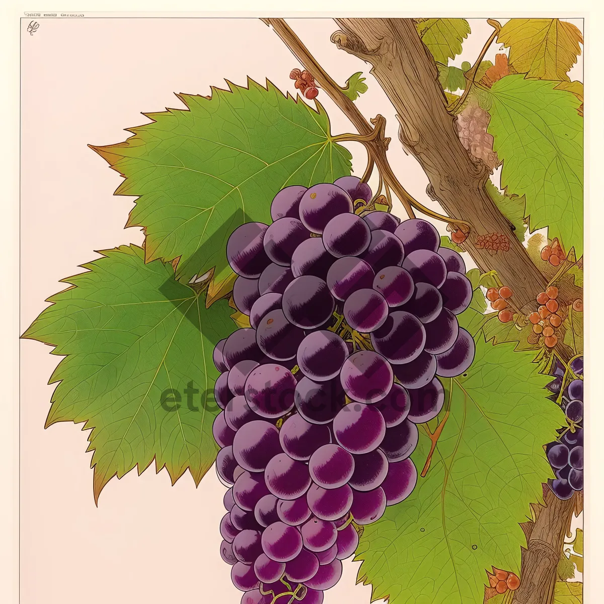 Picture of Fresh Autumn Harvest: Juicy Muscat Grape Cluster