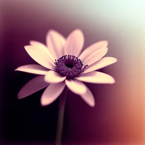 Vibrant Blooming Floral Beauty