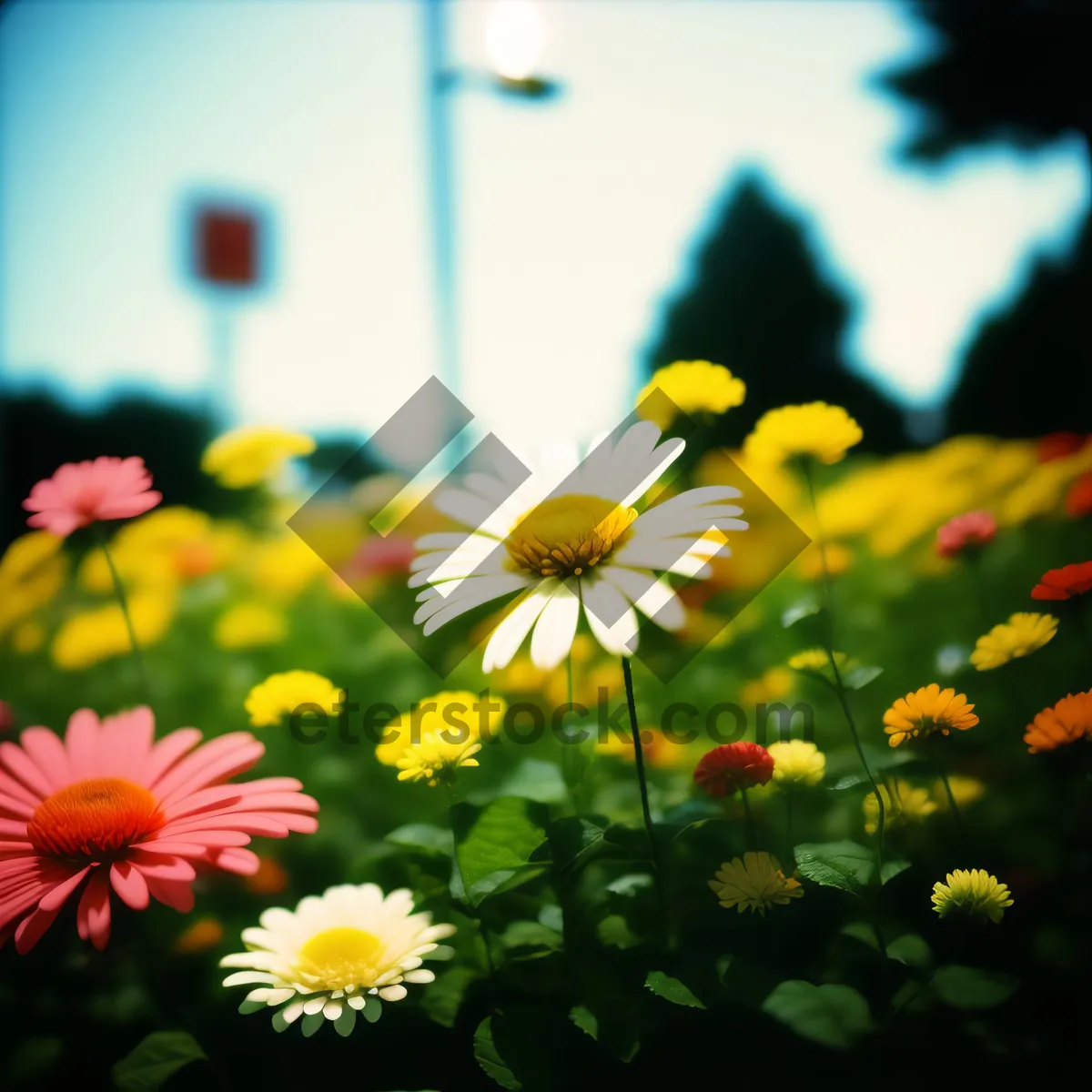 Picture of Close-up of blooming yellow daisy flowers