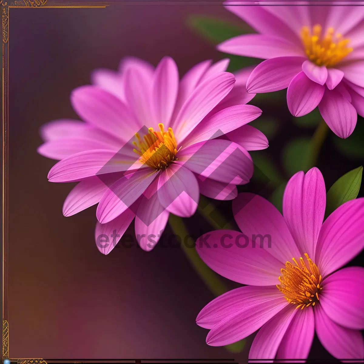 Picture of Bright Pink Daisy in Full Bloom