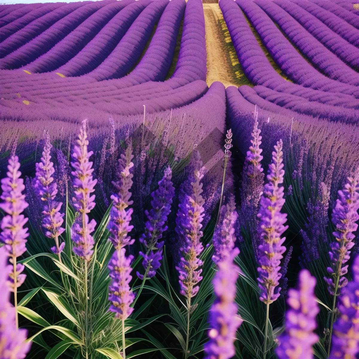 Picture of Lavender Blooms in Colorful Field, Nature's Art