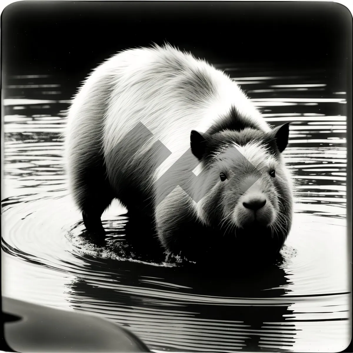 Picture of Adorable West Highland White Terrier - Domestic Canine