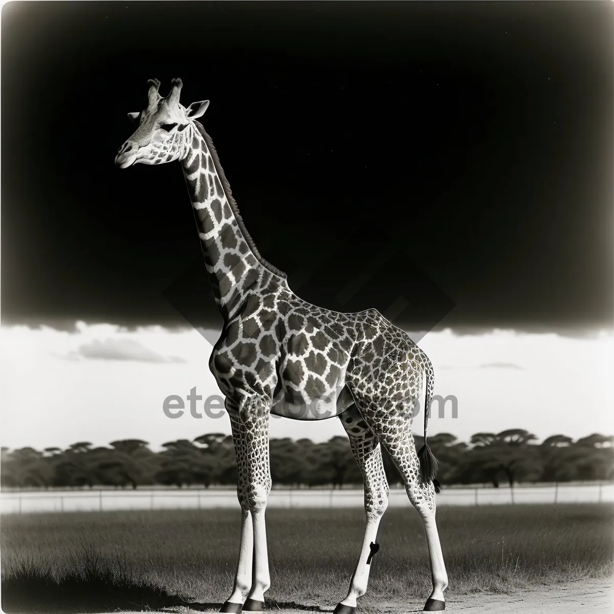 Picture of Majestic Safari Giraffe in Wild Reserve