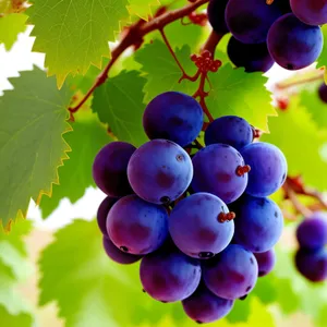 Vibrant Autumn Concord Grapes in Vineyard