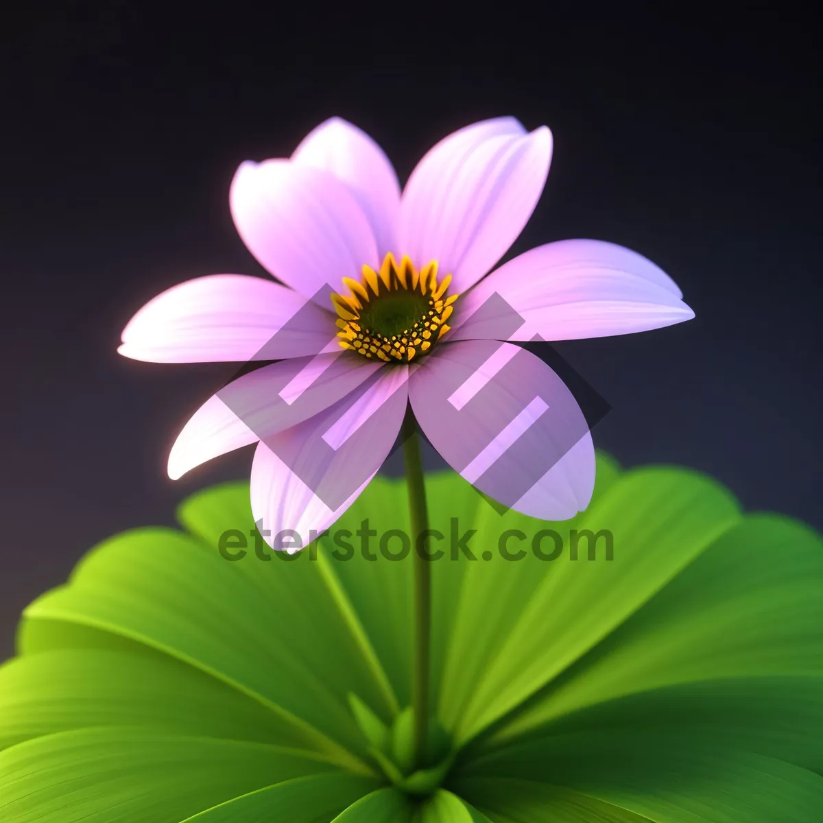 Picture of Pink Daisy Blossom in Full Bloom