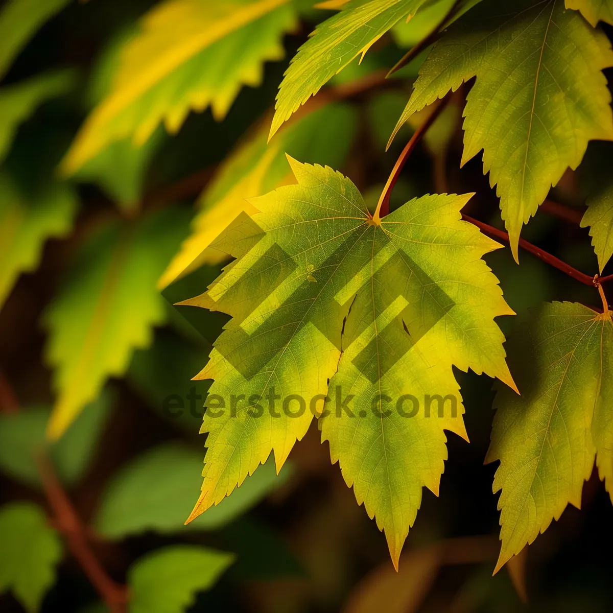 Picture of Vibrant Maple Leaf in Autumn Forest