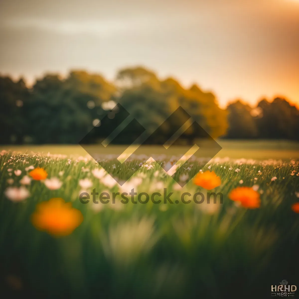 Picture of Vibrant Sunset Over Coastal Meadow