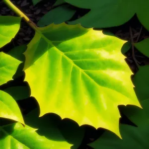 Fresh Banana Leaf in Summer Garden