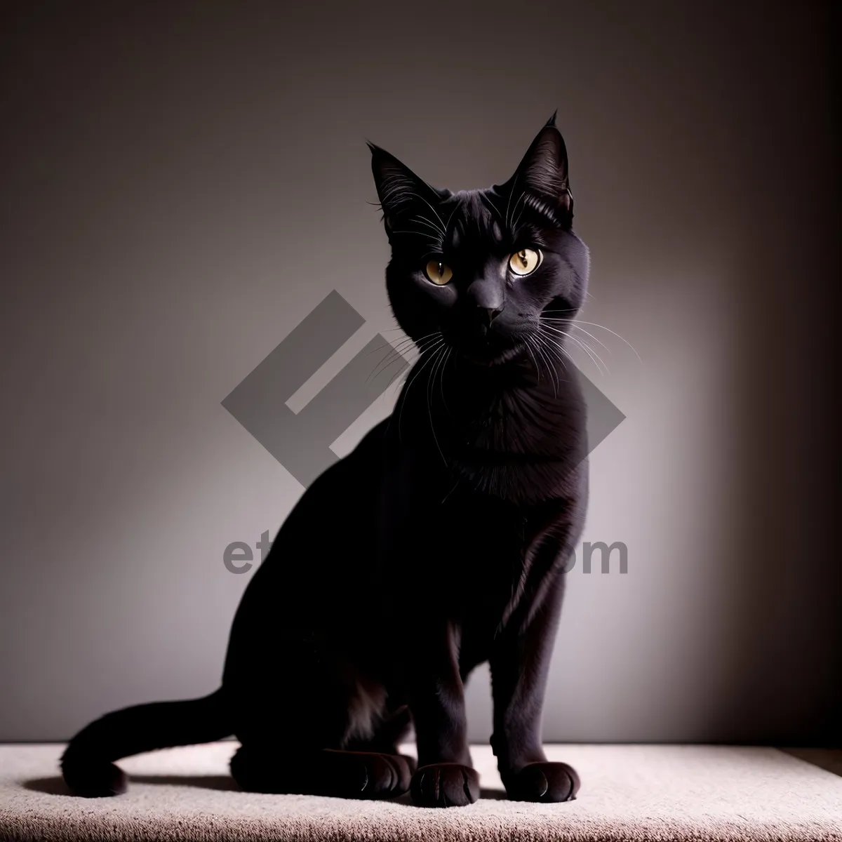 Picture of Adorable gray kitty with curious eyes and whiskers