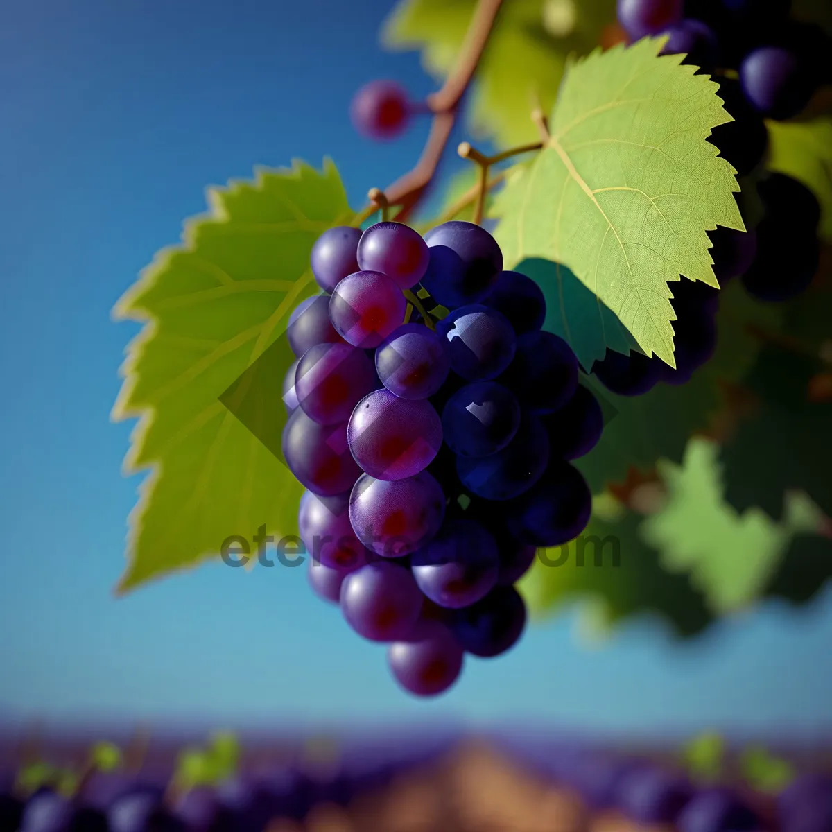 Picture of Ripe Harvest: Juicy Organic Grapes in Vineyard