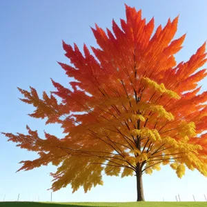 Autumn Foliage: Colorful Maple Leaves in the Forest