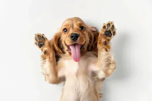 Cute Cocker Spaniel Puppy Sitting in Studio Portrait