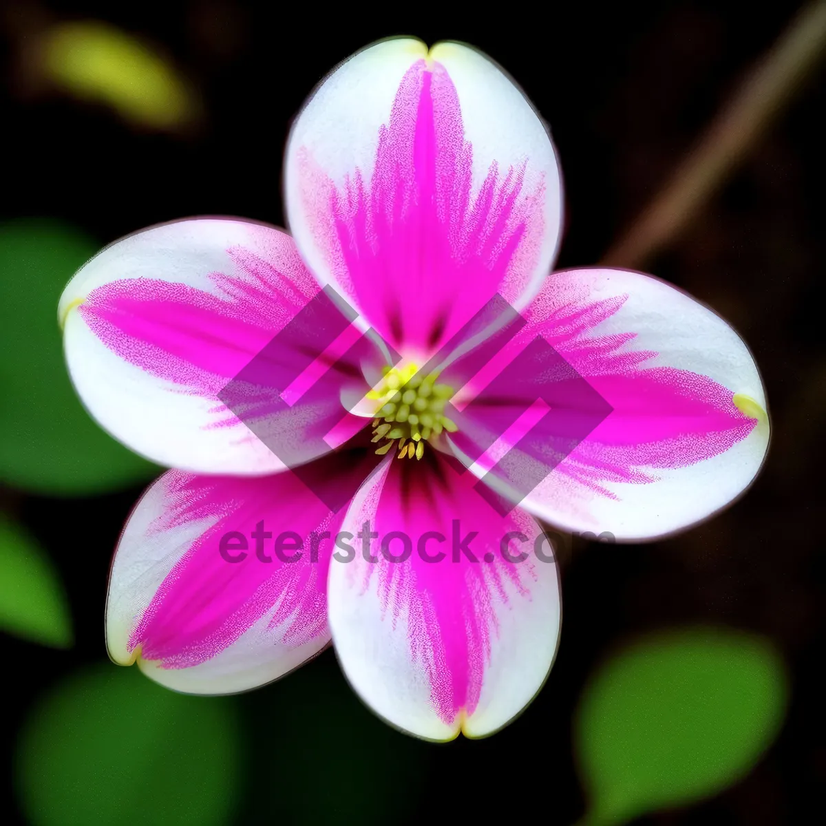 Picture of Pink Blossoming Petals in Vibrant Garden