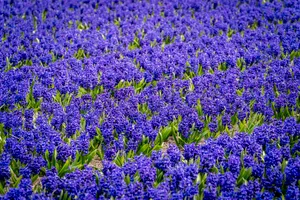 Colorful lavender field in rural countryside landscape bloom.