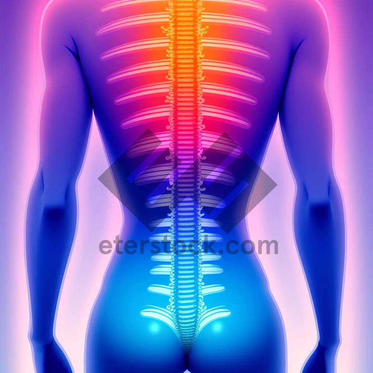 Picture of 3D Anatomical Spine X-ray Graphic for Medical Science