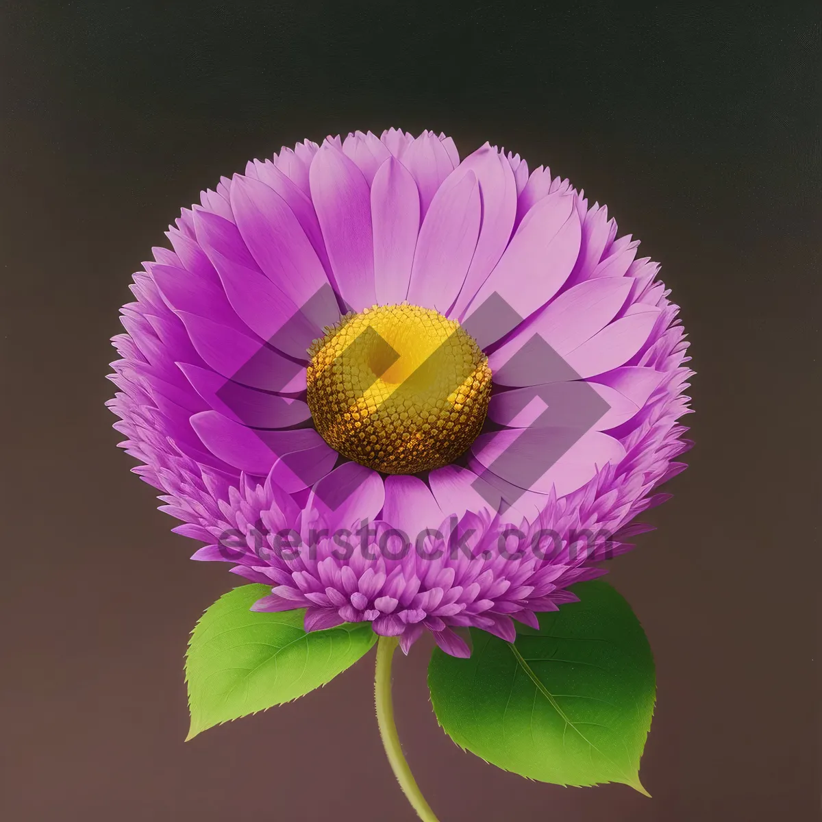 Picture of Vibrant Blooming Sunflower Petals Closeup