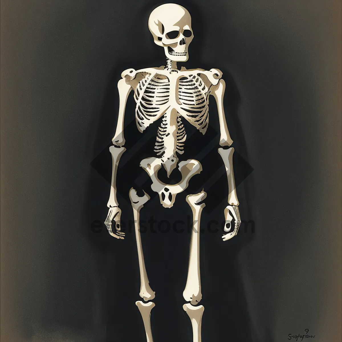 Picture of 3D Human Skeleton Anatomy X-ray Image