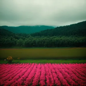 Idyllic Summer Countryside Landscape with Tree and Clouds