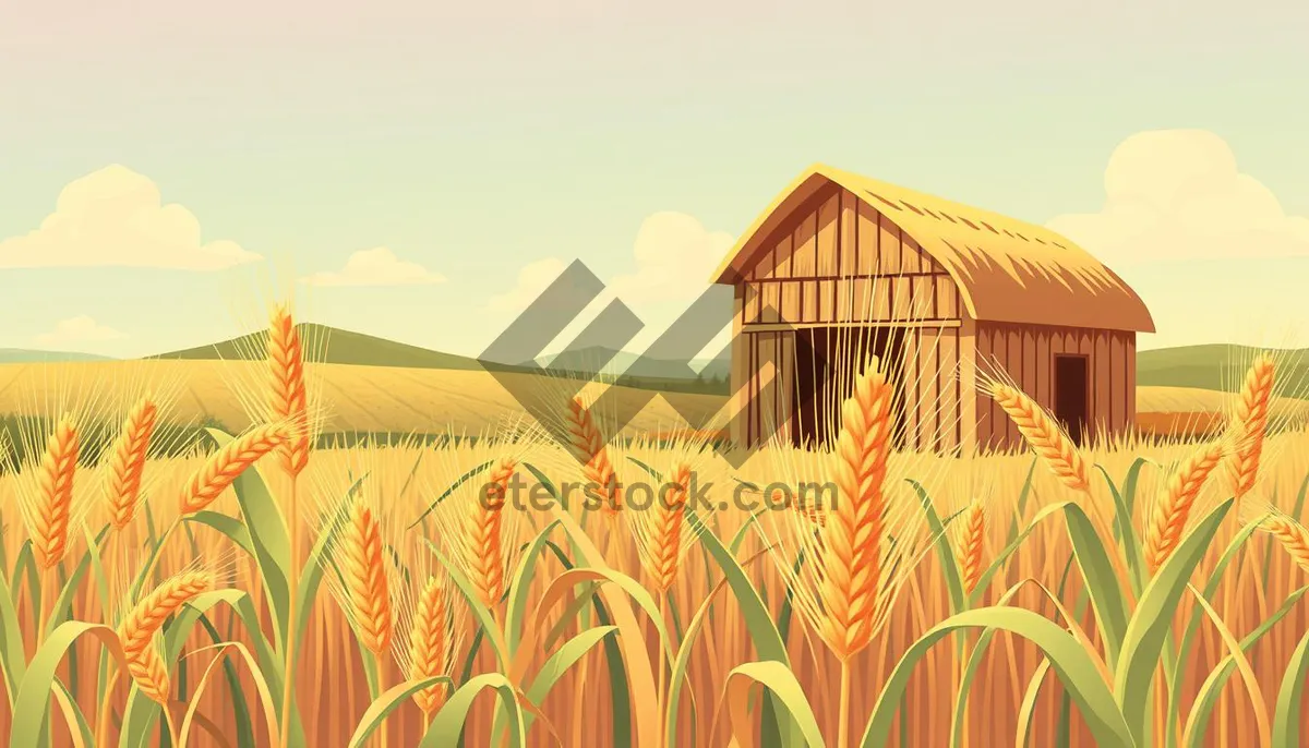 Picture of Sunny sky over wheat field and barn.