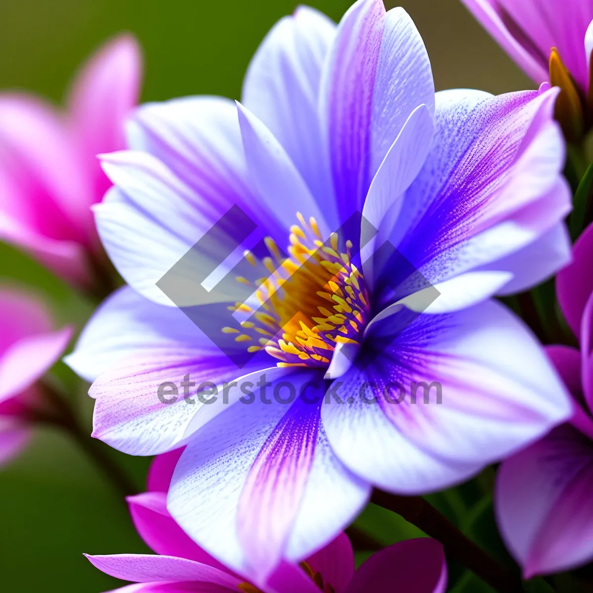 Picture of Bright Blooming Crocus Flowers in Colorful Garden