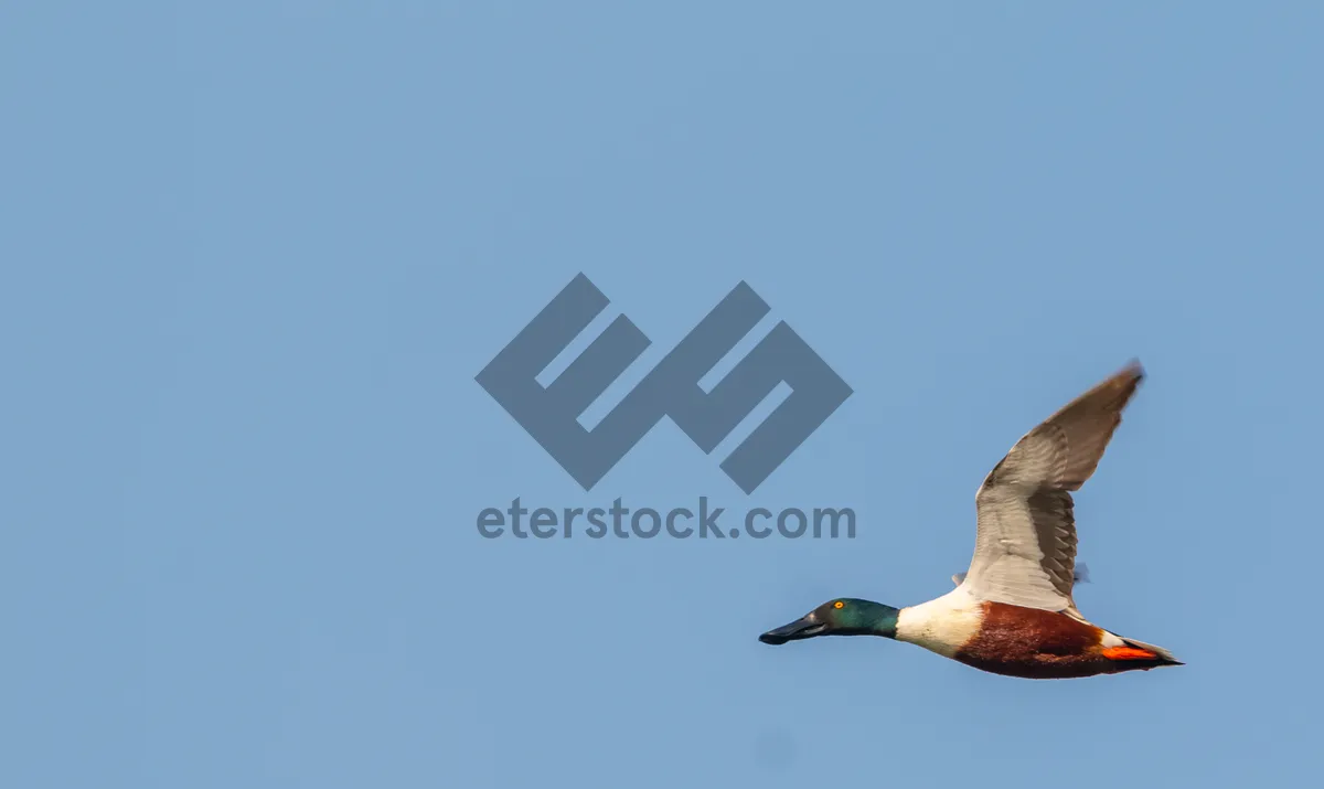 Picture of Seagull soaring over the ocean waves