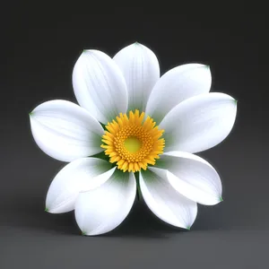 Daisy Petal Bloom: White Floral Delight in Meadow