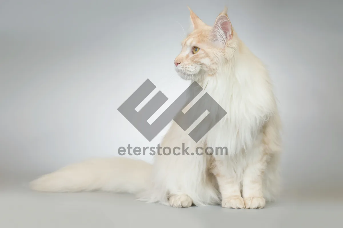 Picture of Cute kitten with fluffy fur and whiskers sitting.