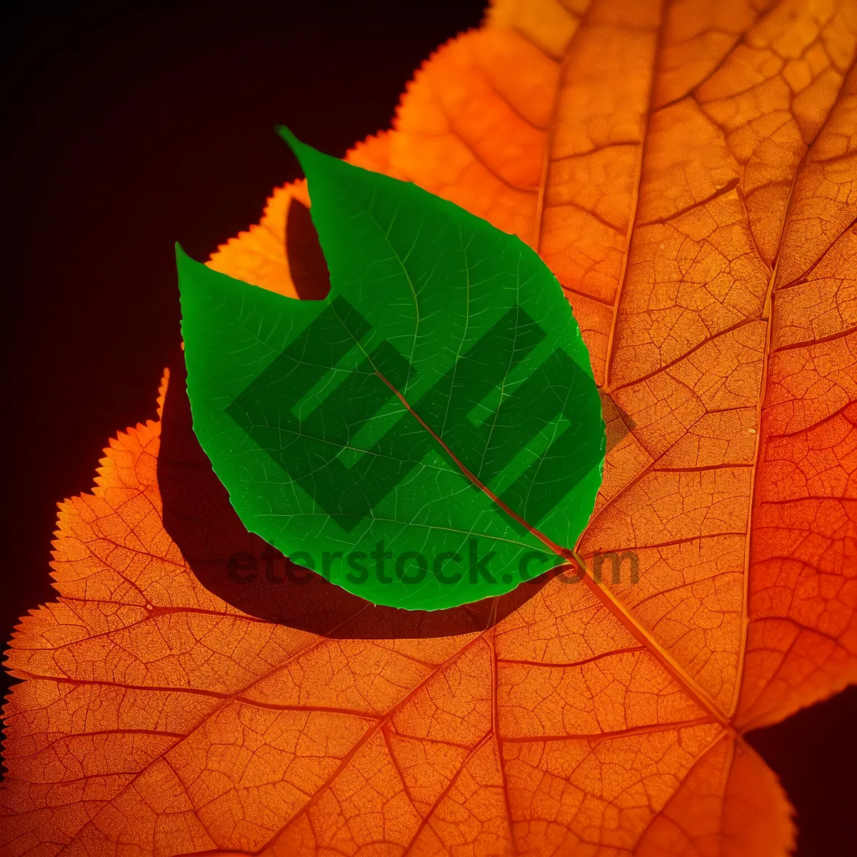 Picture of Vibrant Autumn Foliage: Maple Leaves in Bright Orange and Yellow