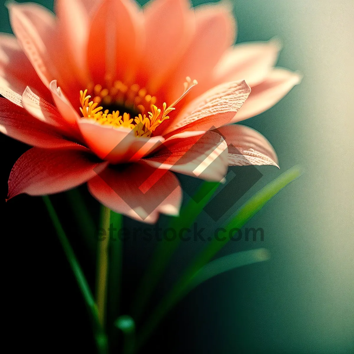 Picture of Blooming Pink Daisy Petals in Summer Garden