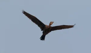 Sky Soaring Predator: Majestic Vulture in Flight