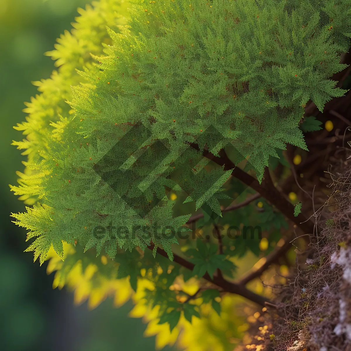 Picture of Flowering Shrub in Lush Forest