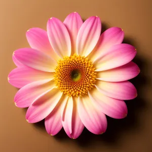 Pink Daisy Petals in Full Bloom - Vibrant Floral Delight