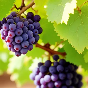 Vibrant Harvest: Organic Juicy Purple Grapes from a Rural Vineyard