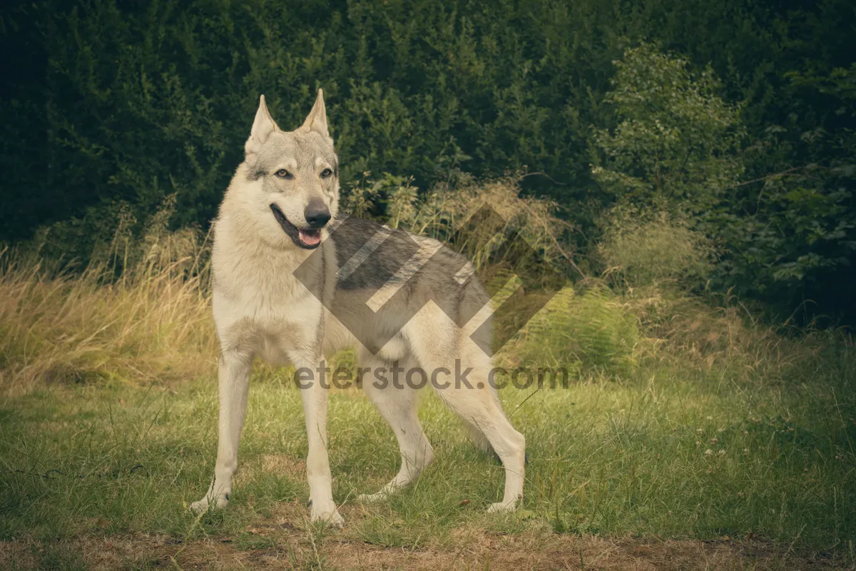 Picture of Cute wolf dog with snowy fur and piercing eyes