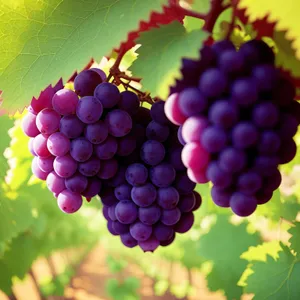 Flavorful Harvest: Ripe and Juicy Purple Grapes