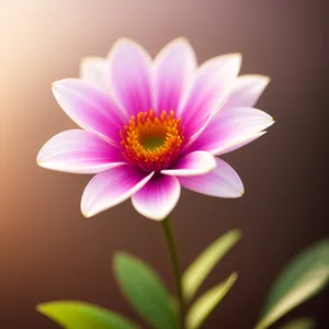 Vibrant Pink Lotus Blossom in Full Bloom