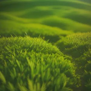 Lush Green Meadow In Spring