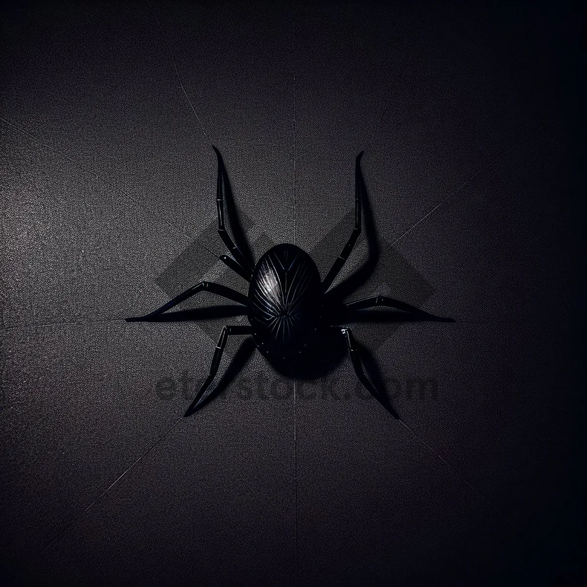 Picture of Black Widow Spider in Close-up on Web