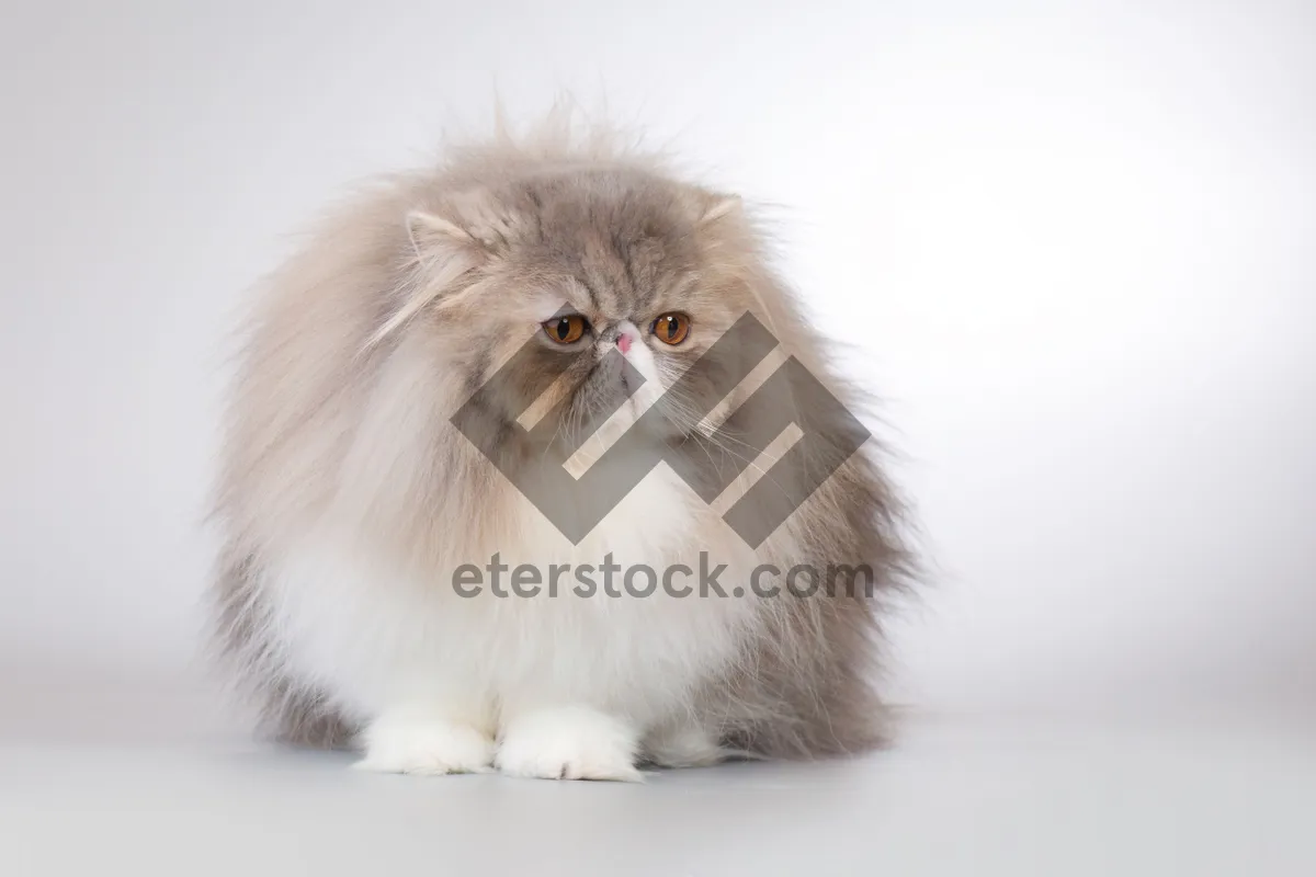 Picture of Cute gray kitten with fluffy fur and curious eyes