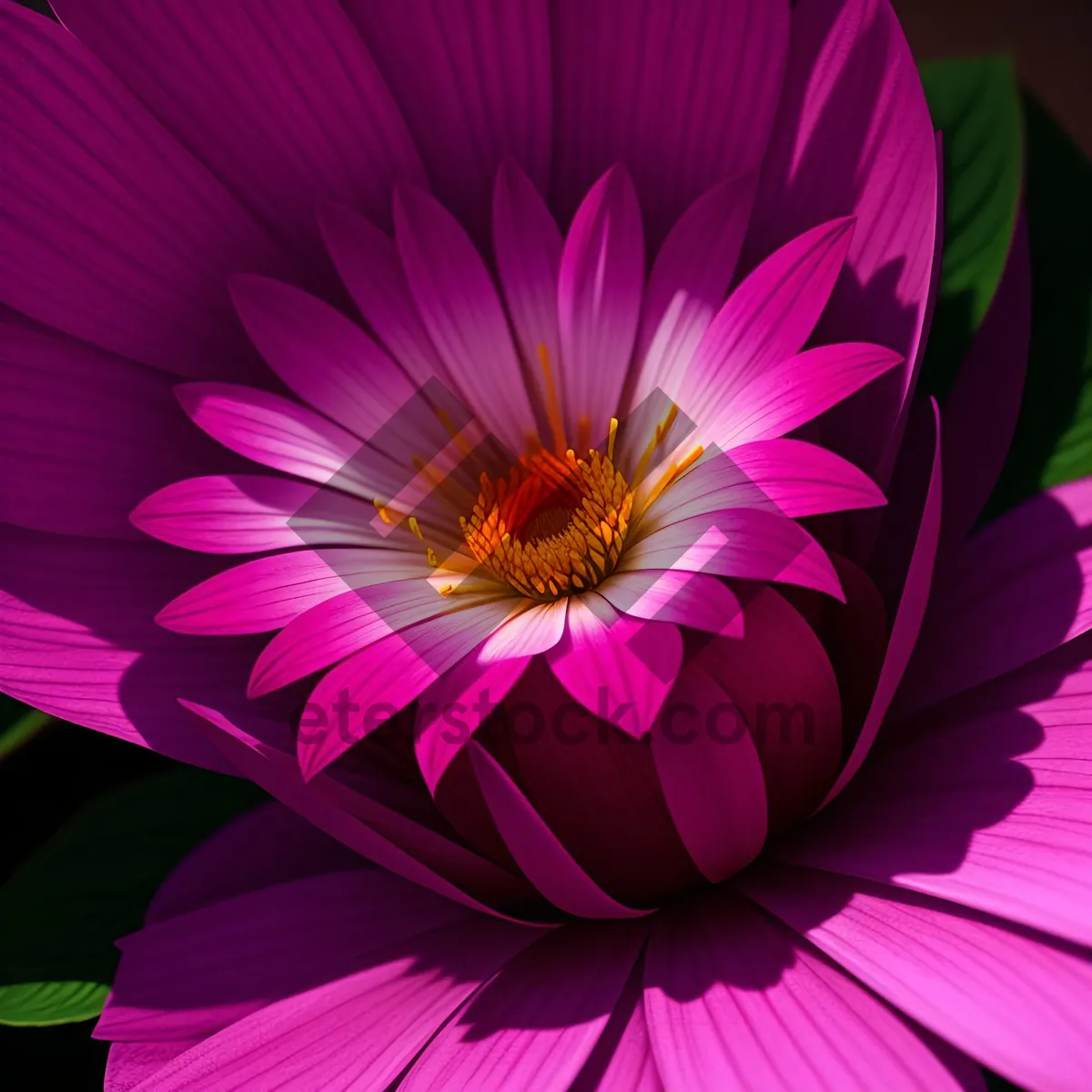 Picture of Purple Daisy Petals in Bloom with Vibrant Flora