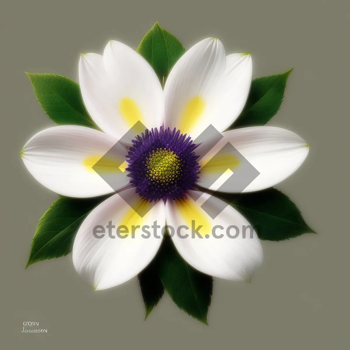 Picture of Blooming Daisy - A Delicate White Floral Blossom