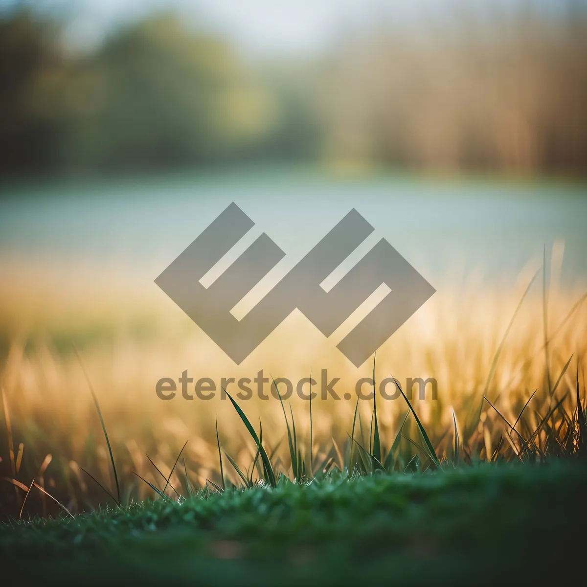 Picture of Golden Summer Field Harvest in Rural Countryside