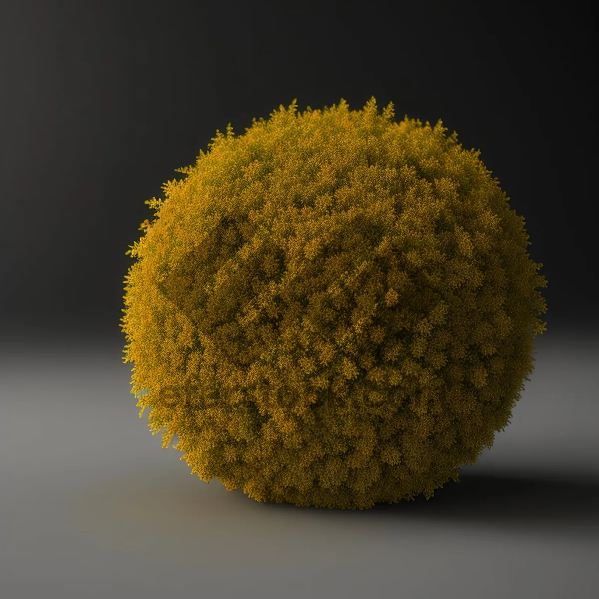 Picture of Lavender Cotton Shrub: Vibrant Yellow Blossom Closeup